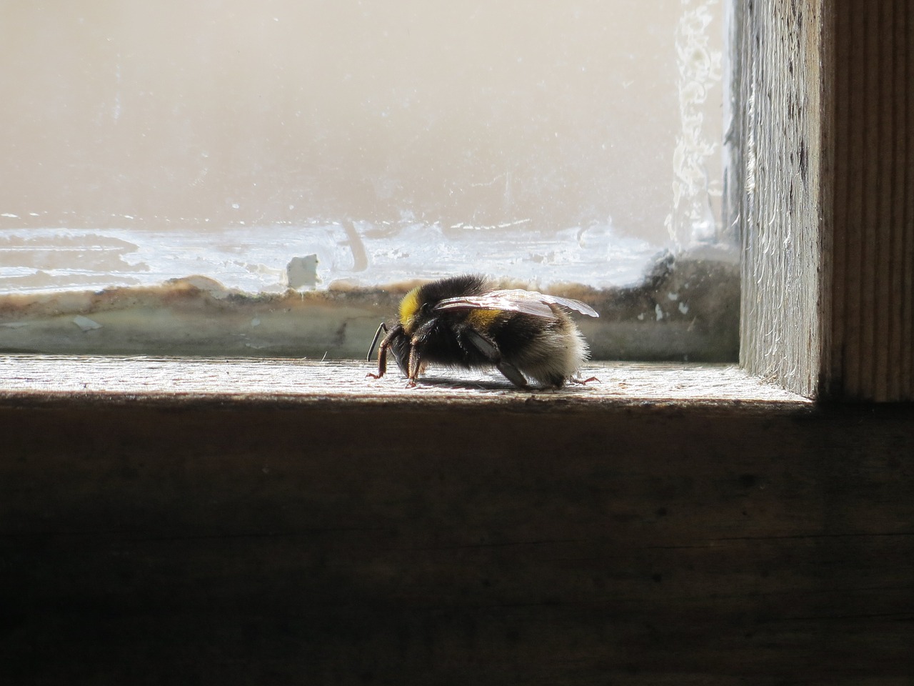 window bumble-bee insect free photo