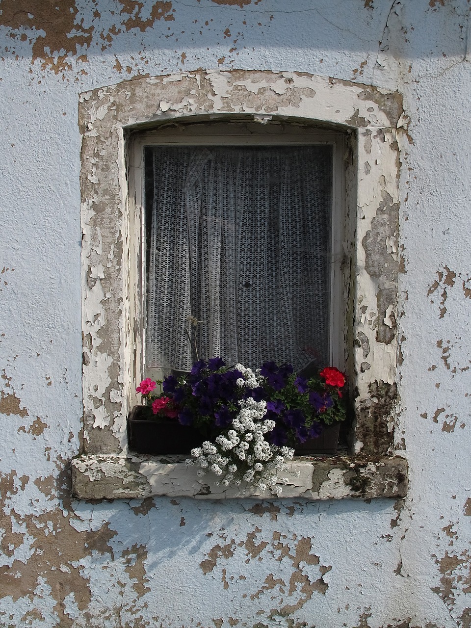 window flower old window free photo