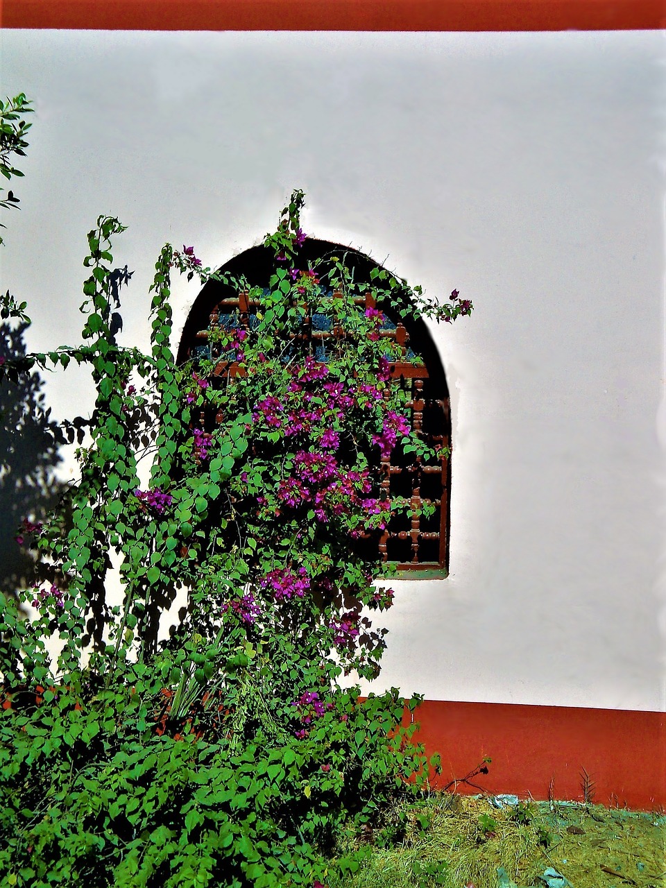 window oleander egypt free photo