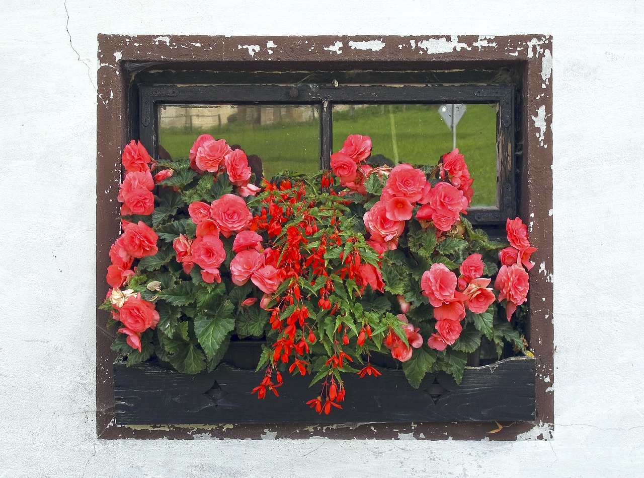 window flower box roses free photo