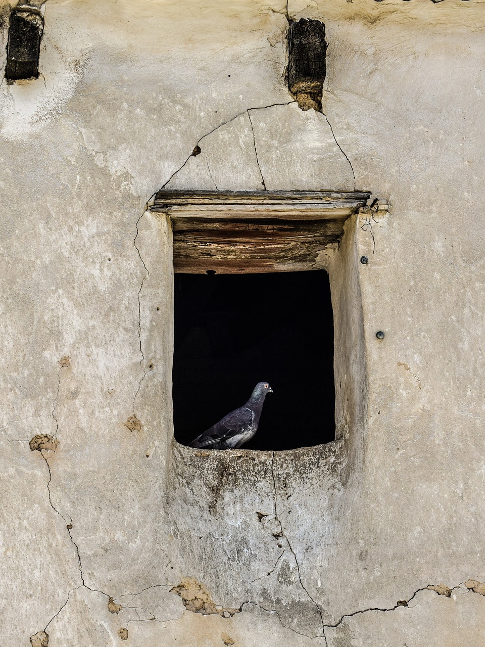 window pigeon old house free photo