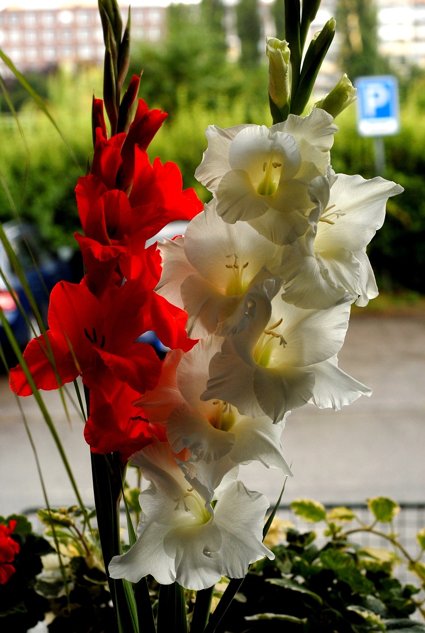 window flowers gladiolus free photo
