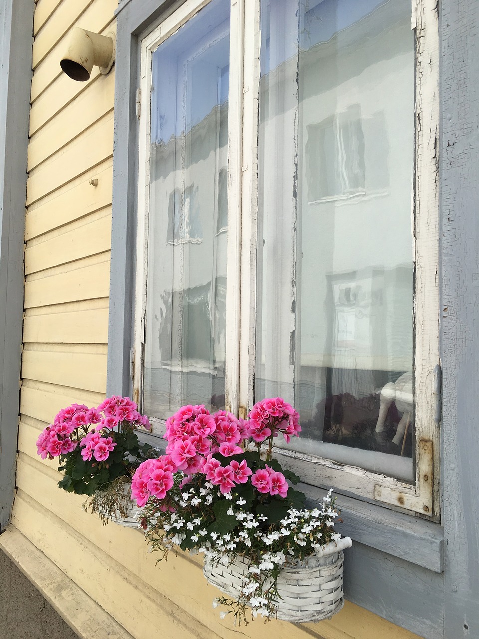 window flowers home free photo