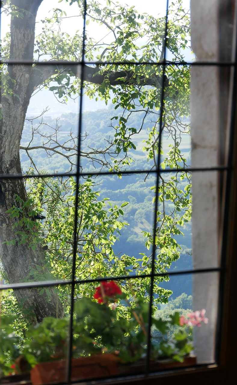 window view tree free photo