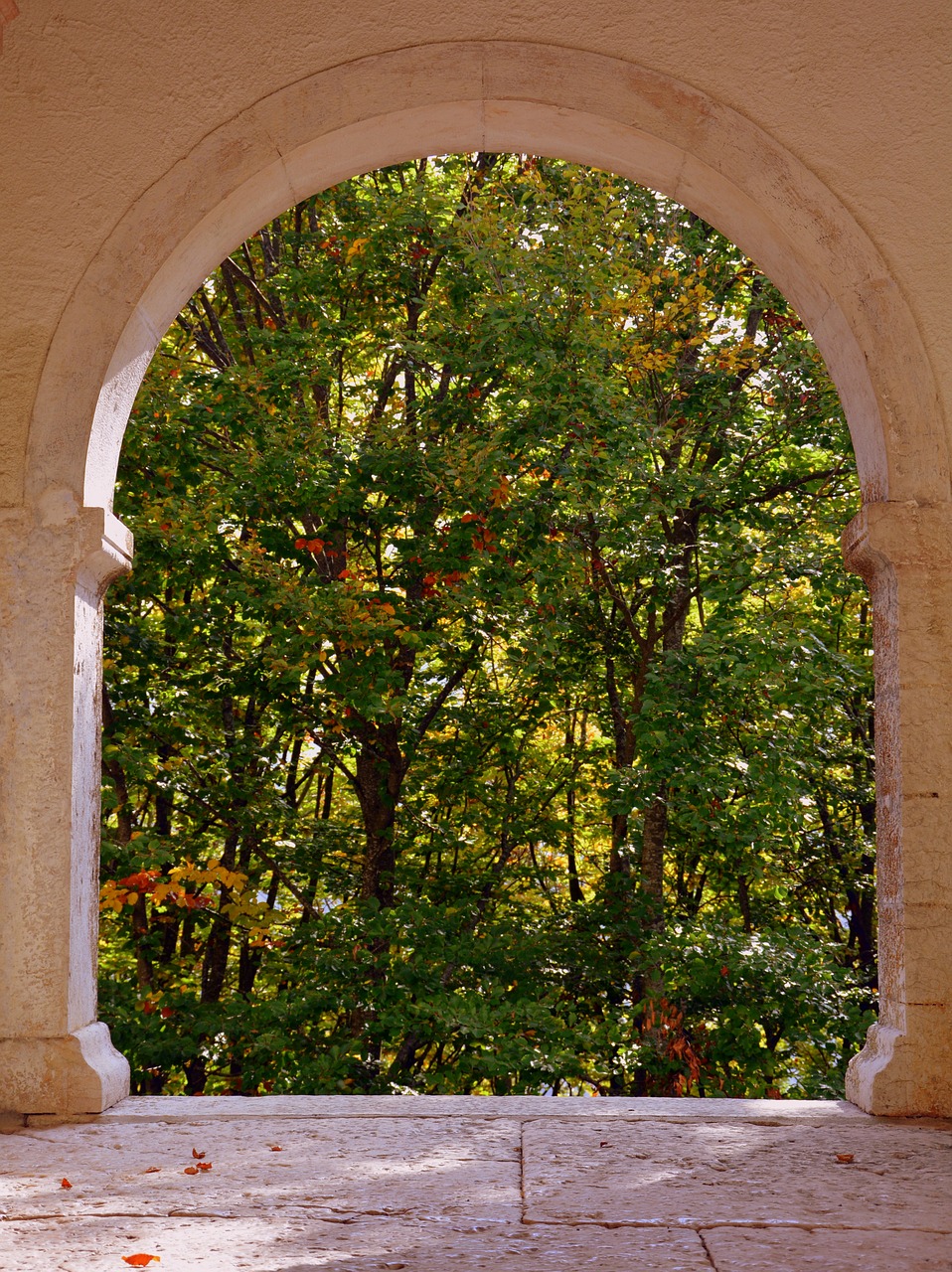 window trees arc free photo