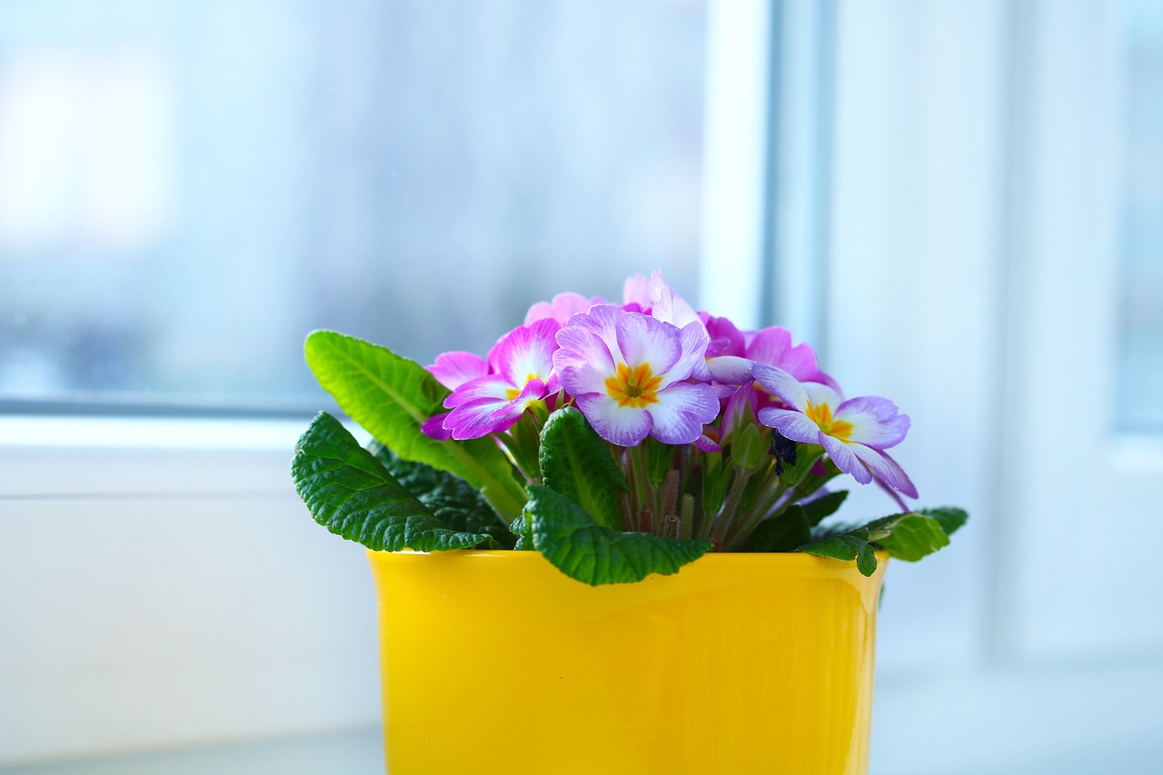 window primrose flowerpot free photo