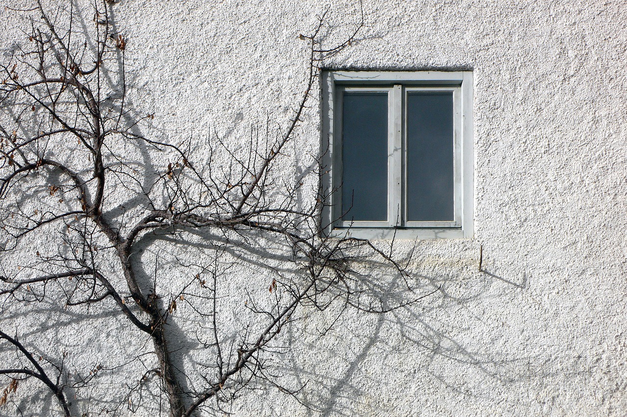 window  wall  the window and tree free photo