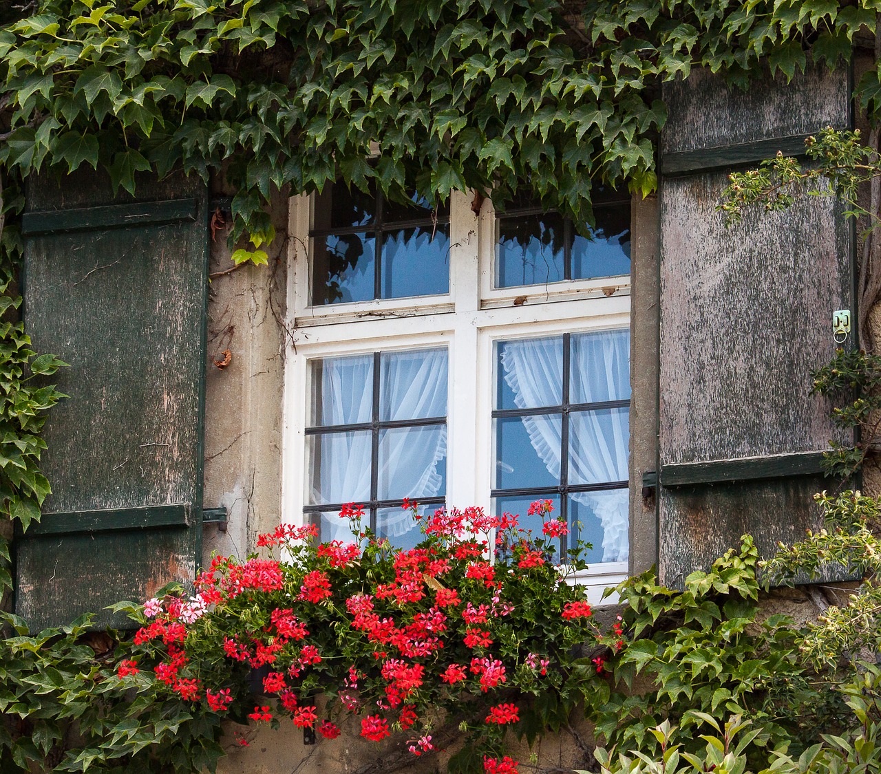 window  hauswand  ivy free photo