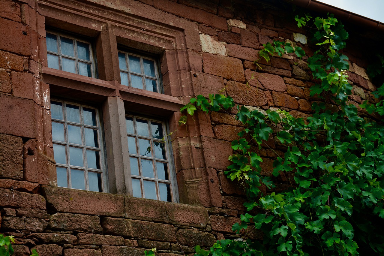 window  vine  leaves free photo