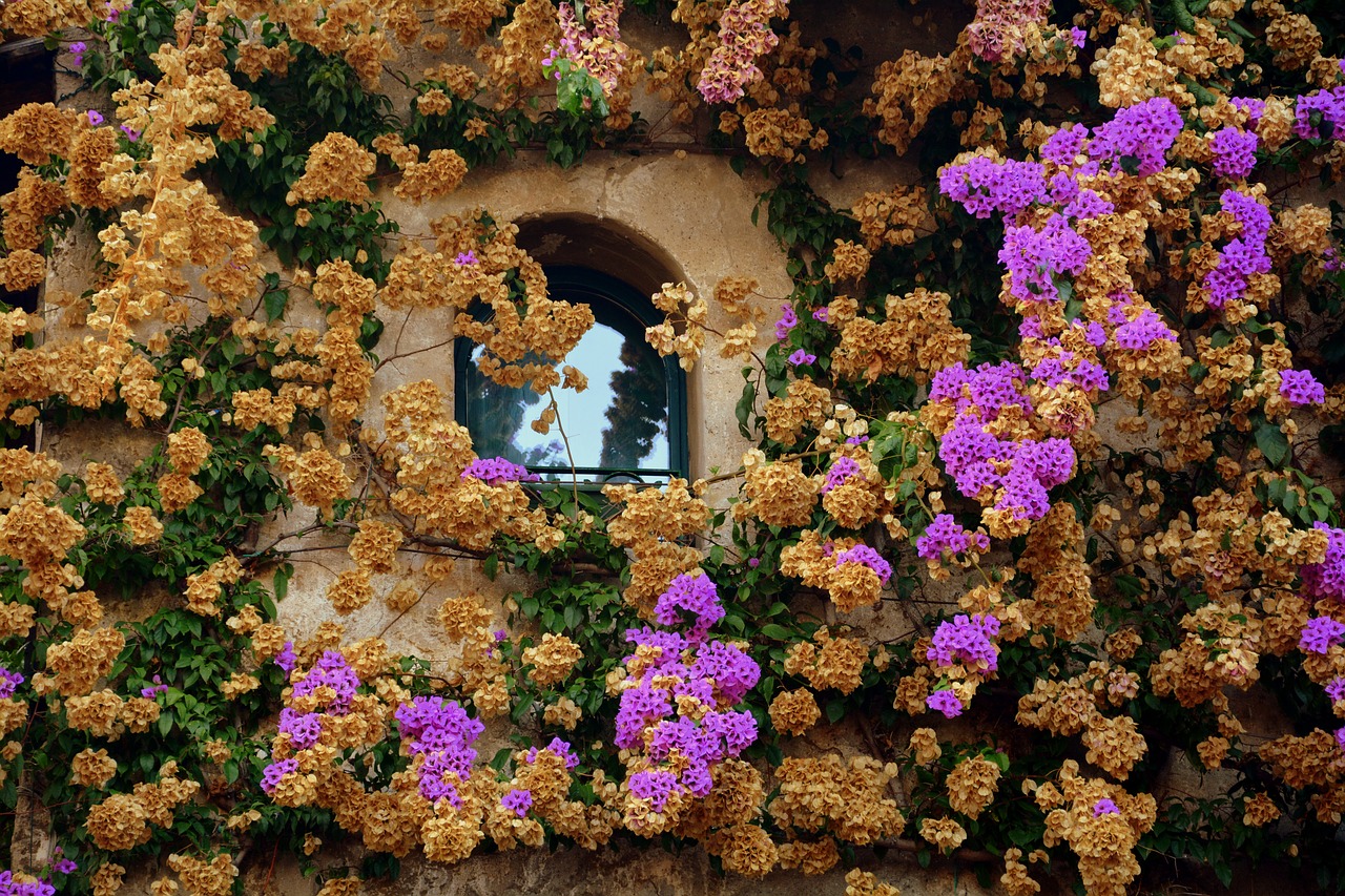 window  bloom  wall free photo