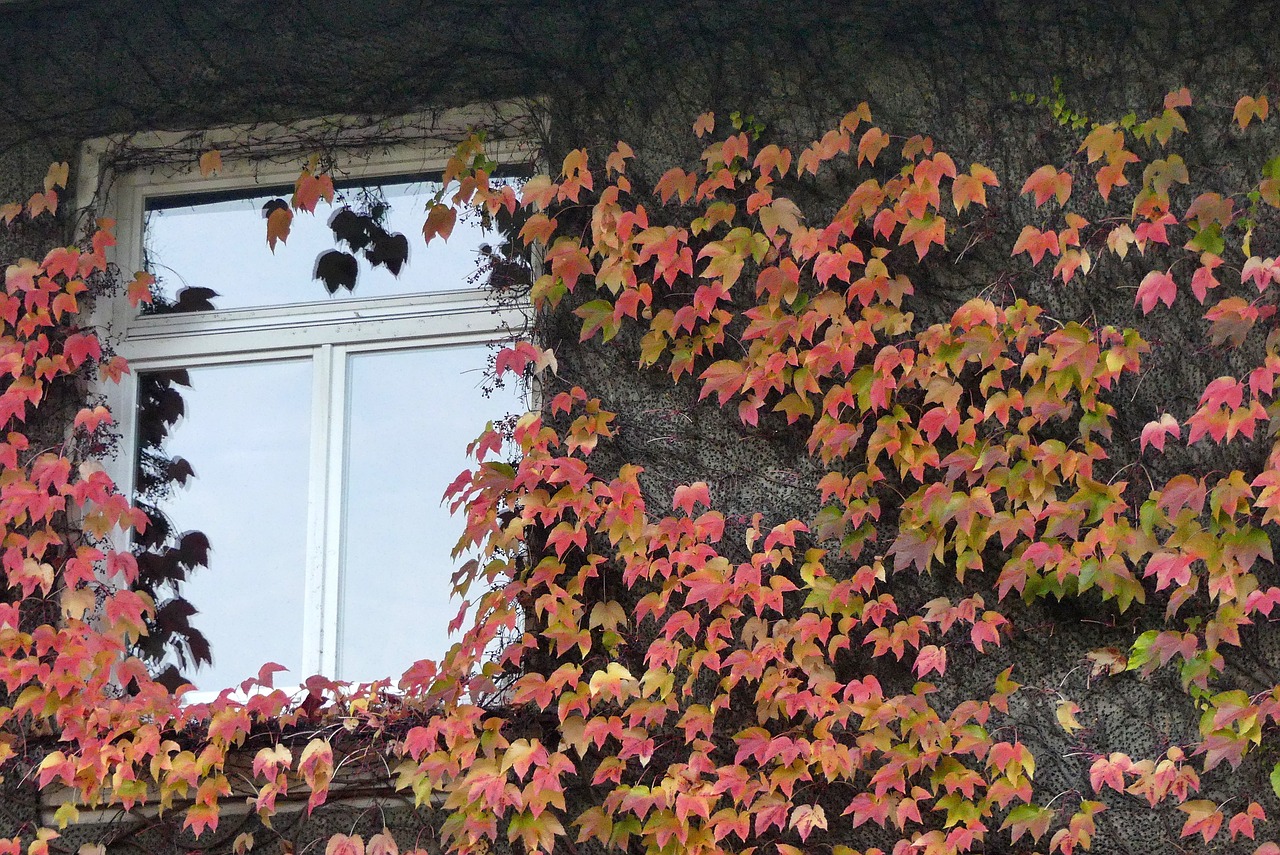 window  autumn  light free photo