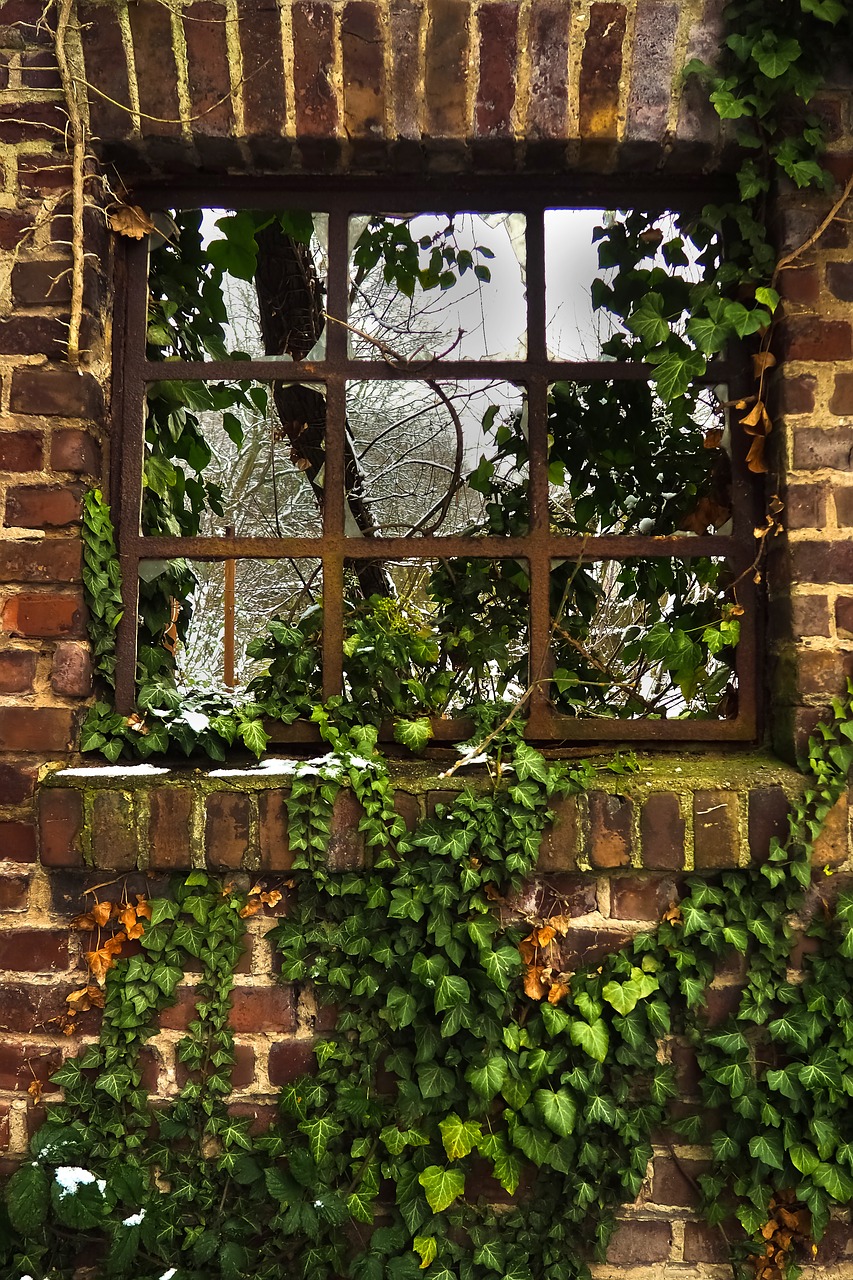 window  ivy  facade free photo