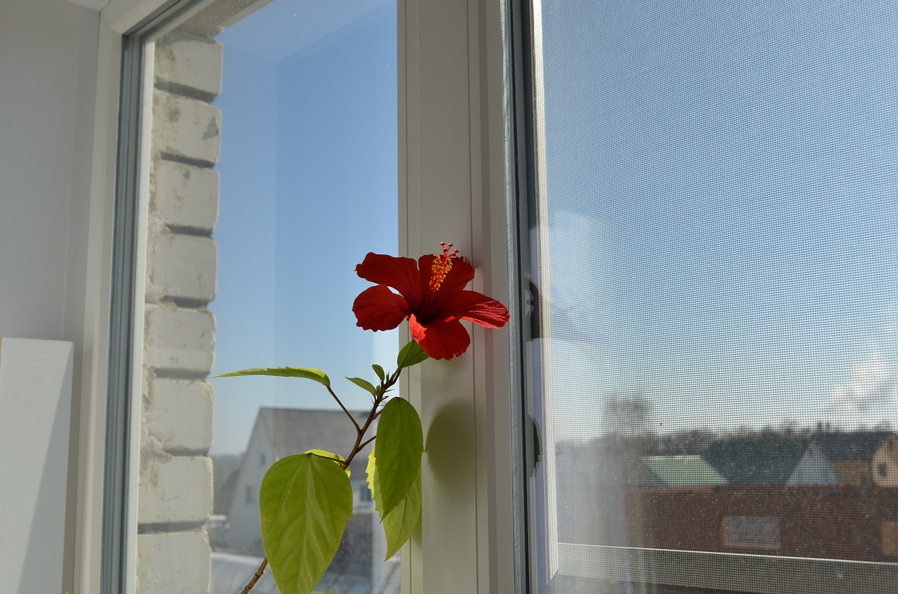 window  hibiscus  winter free photo