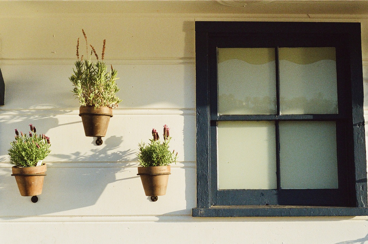 window potted plants house free photo