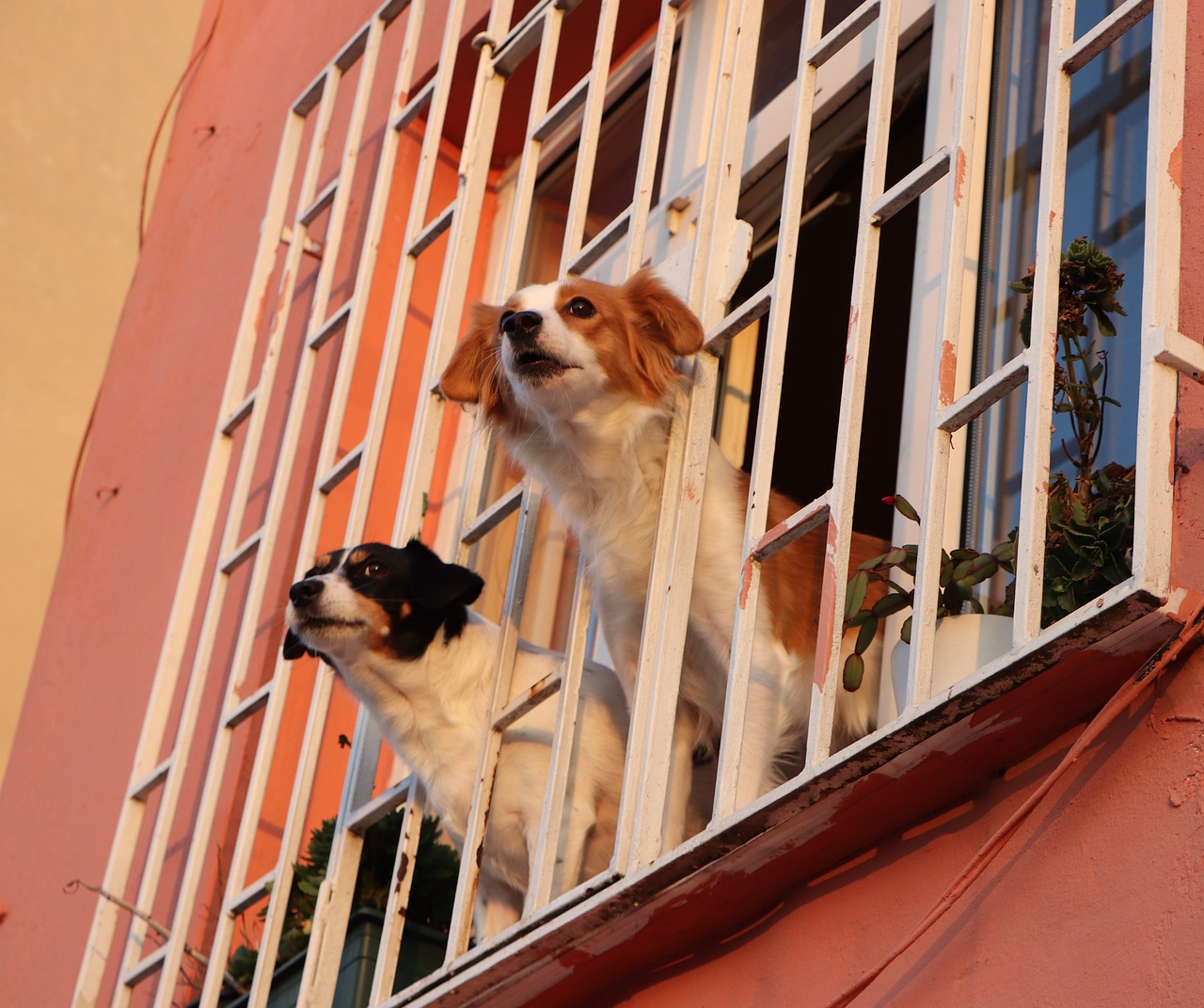 window  dog  dogs free photo
