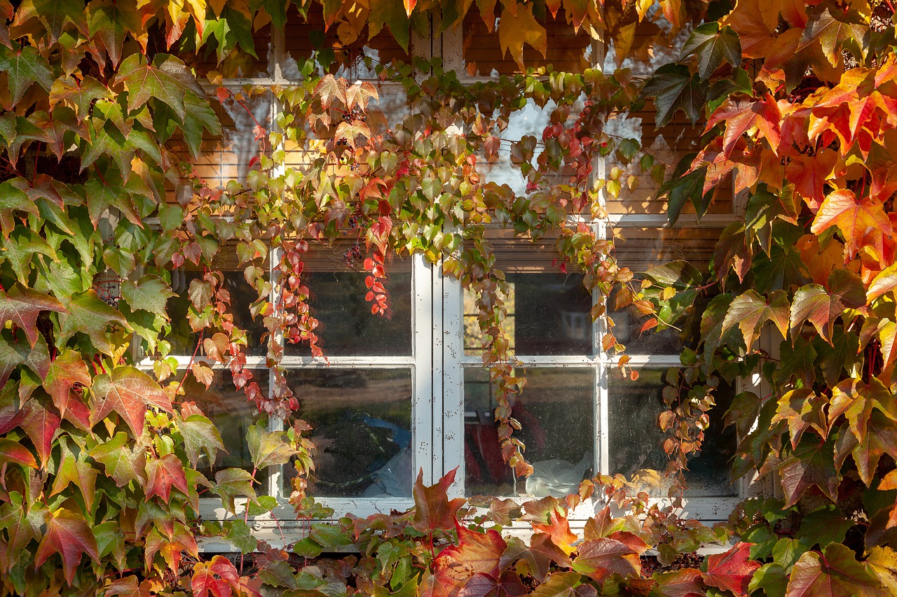 window  leaf  autumn free photo