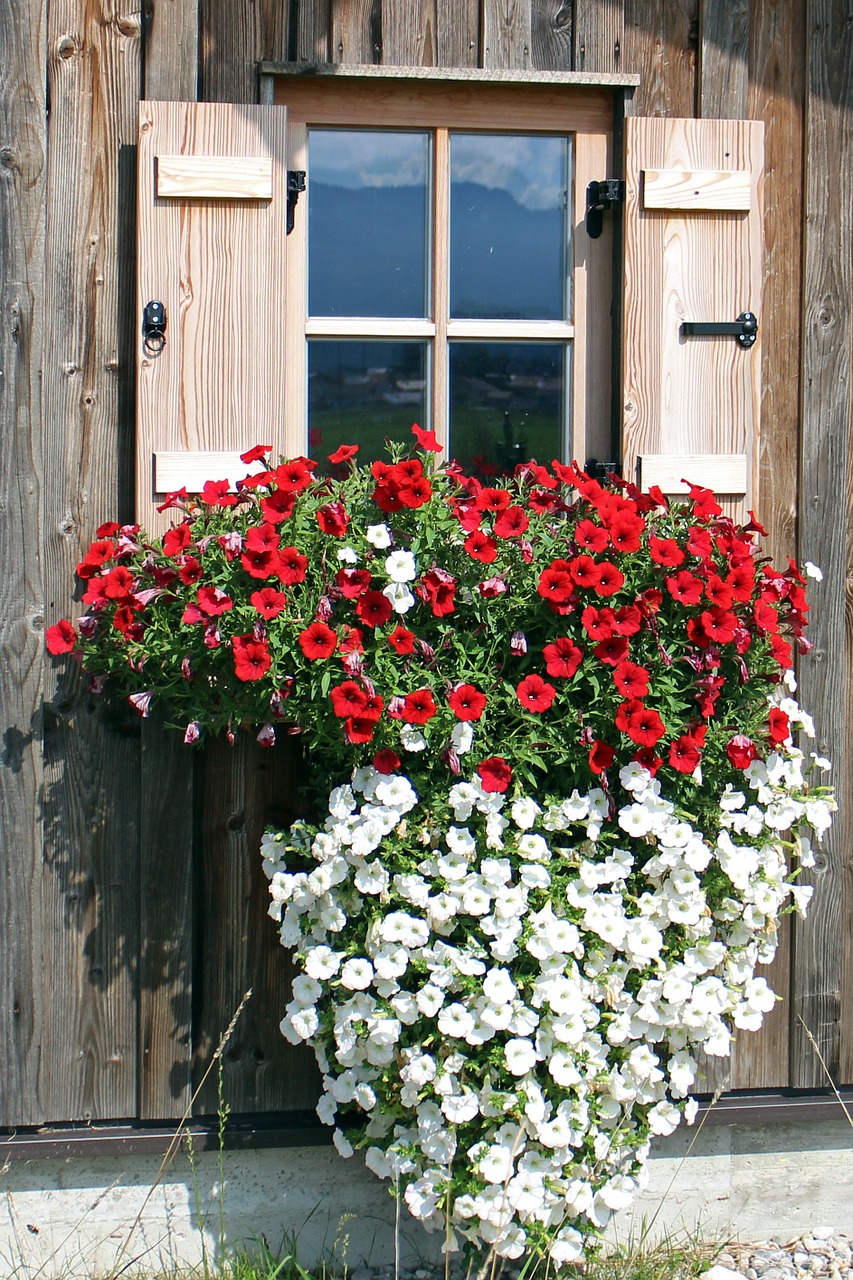 window flowers petunia free photo