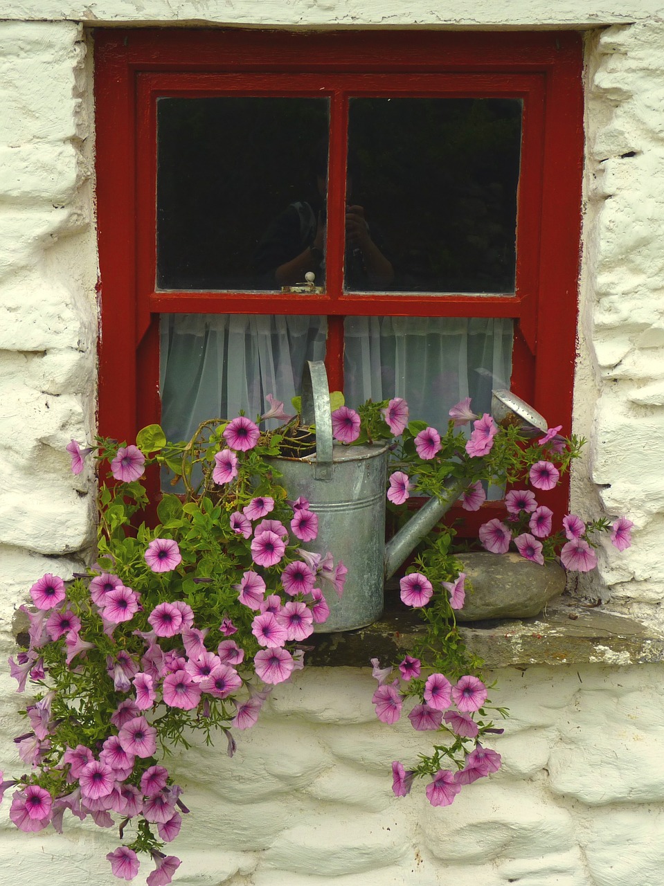 window flowers window frames free photo