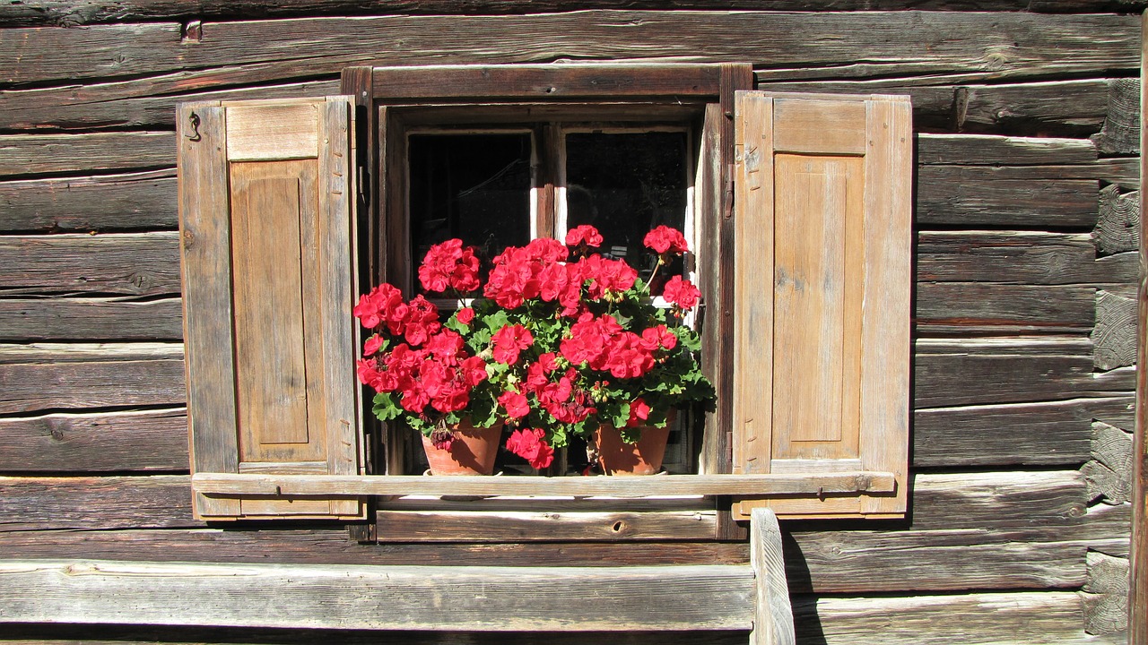 window flowers home free photo