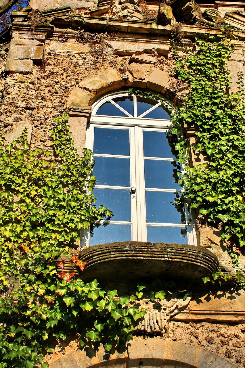 window ivy wall free photo