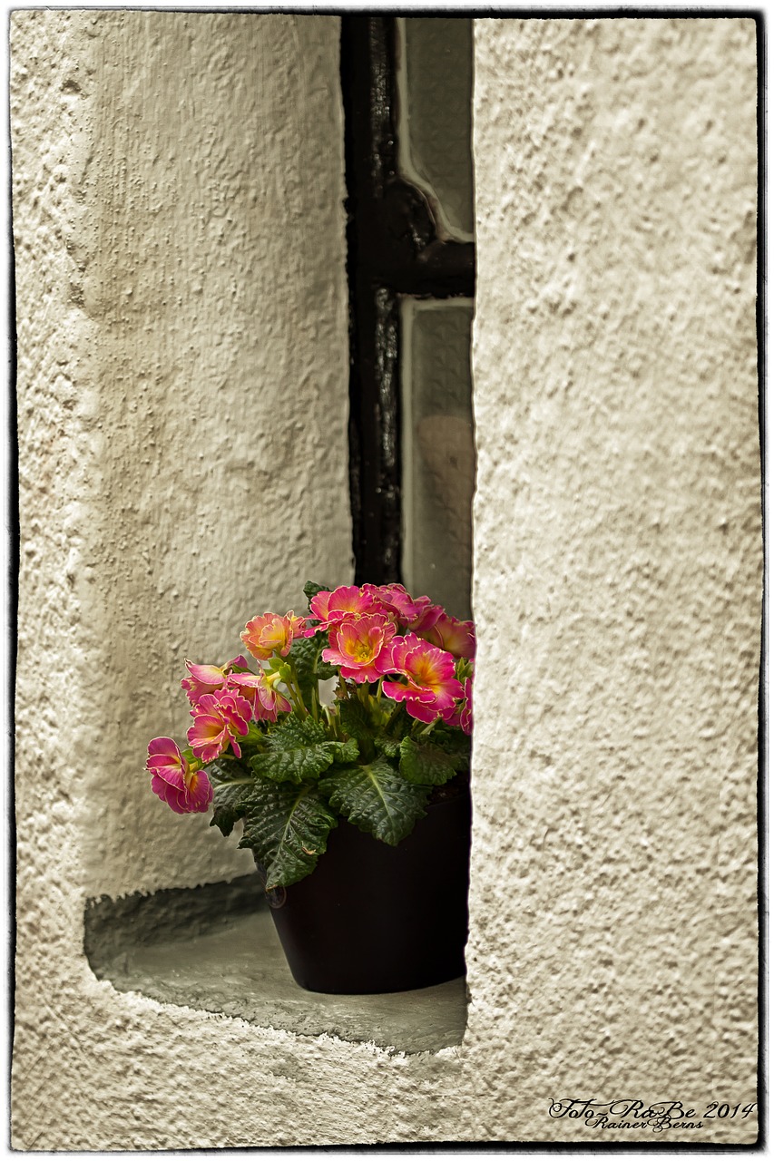 window primrose flower free photo