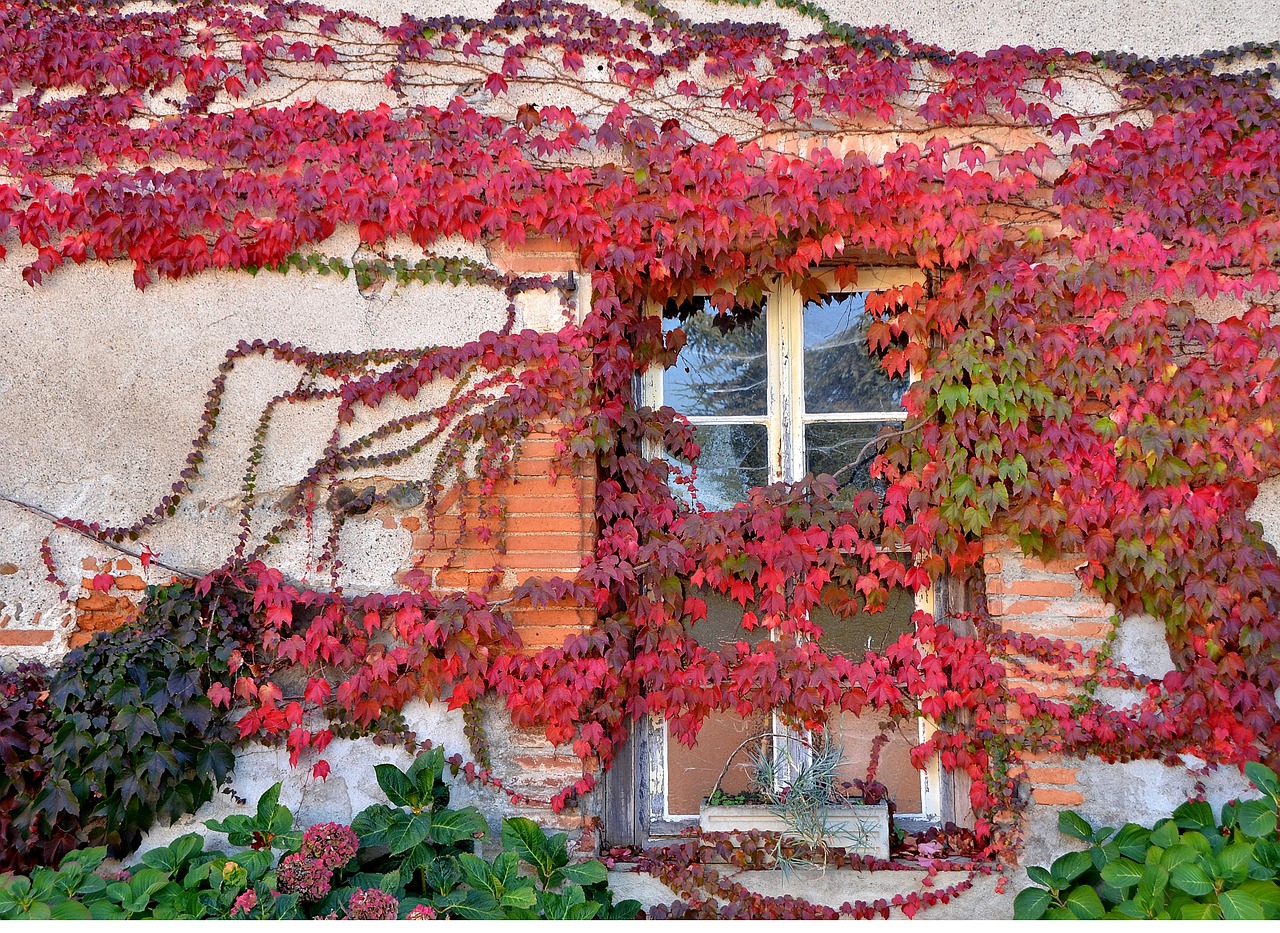 window creeper red free photo