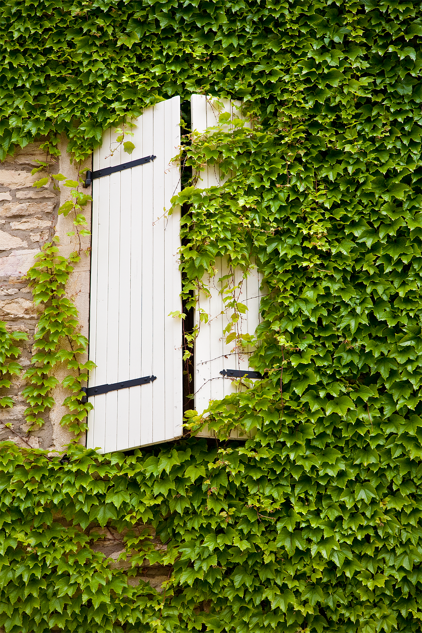 window ivy creeper free photo