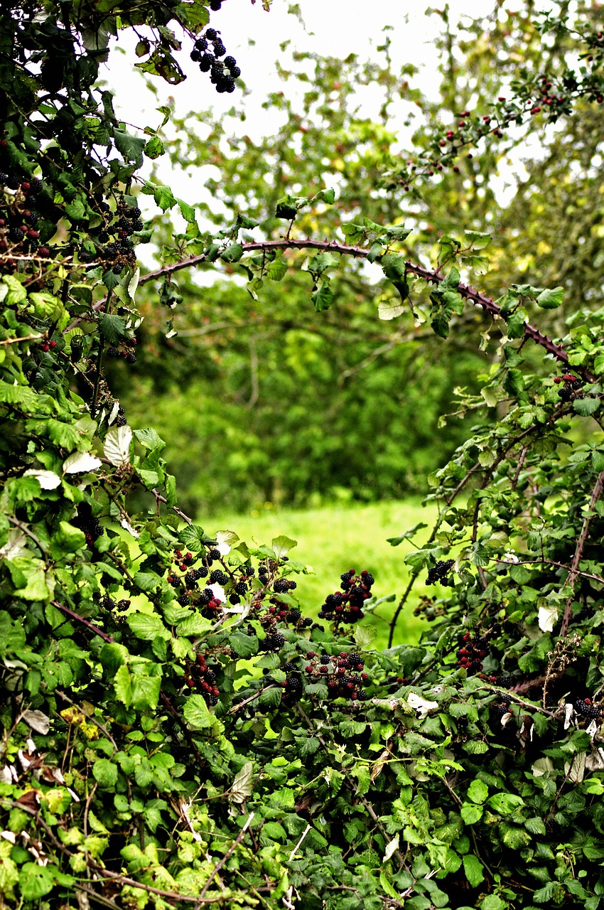window hedge hedges free photo