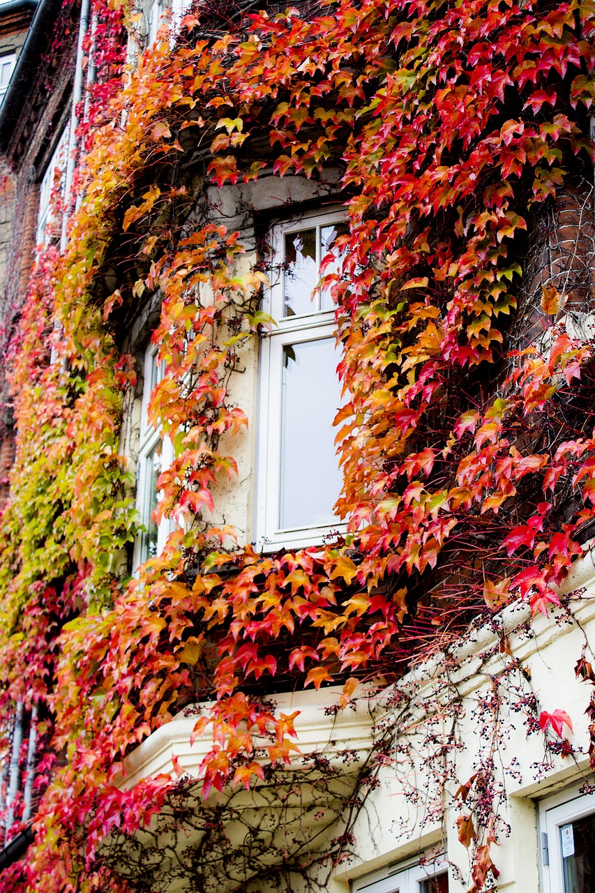 window autumn leaves free photo