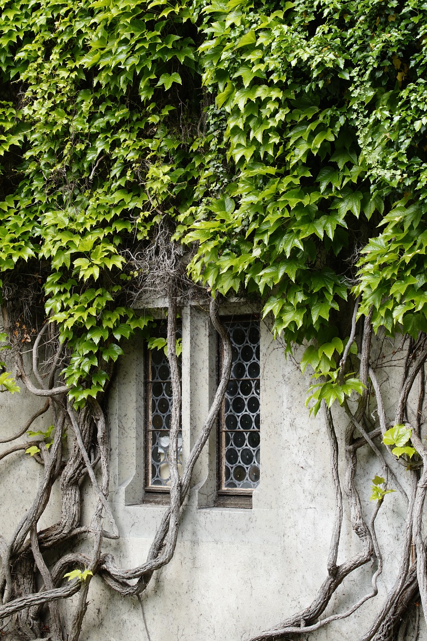 window overgrown fouling free photo