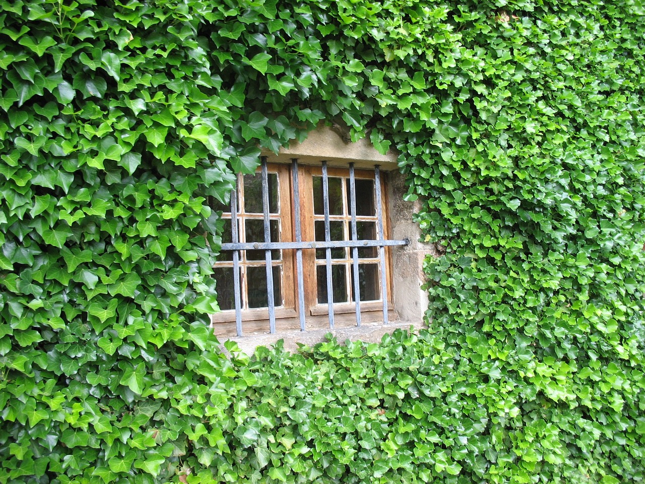 window ivy wall free photo