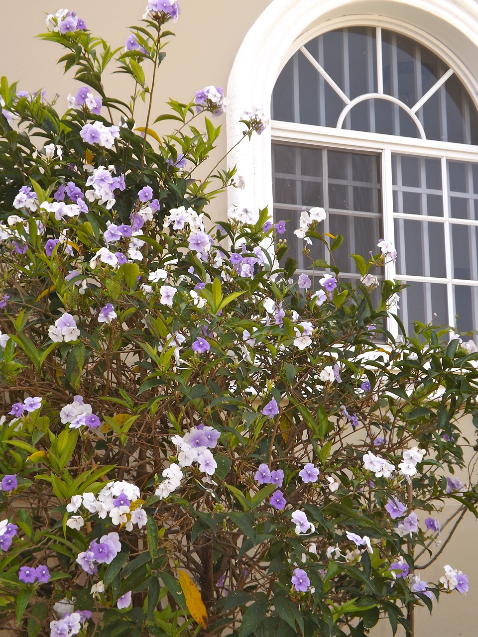 window plant curve free photo