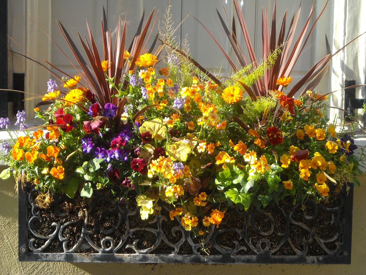 window box flowers window free photo