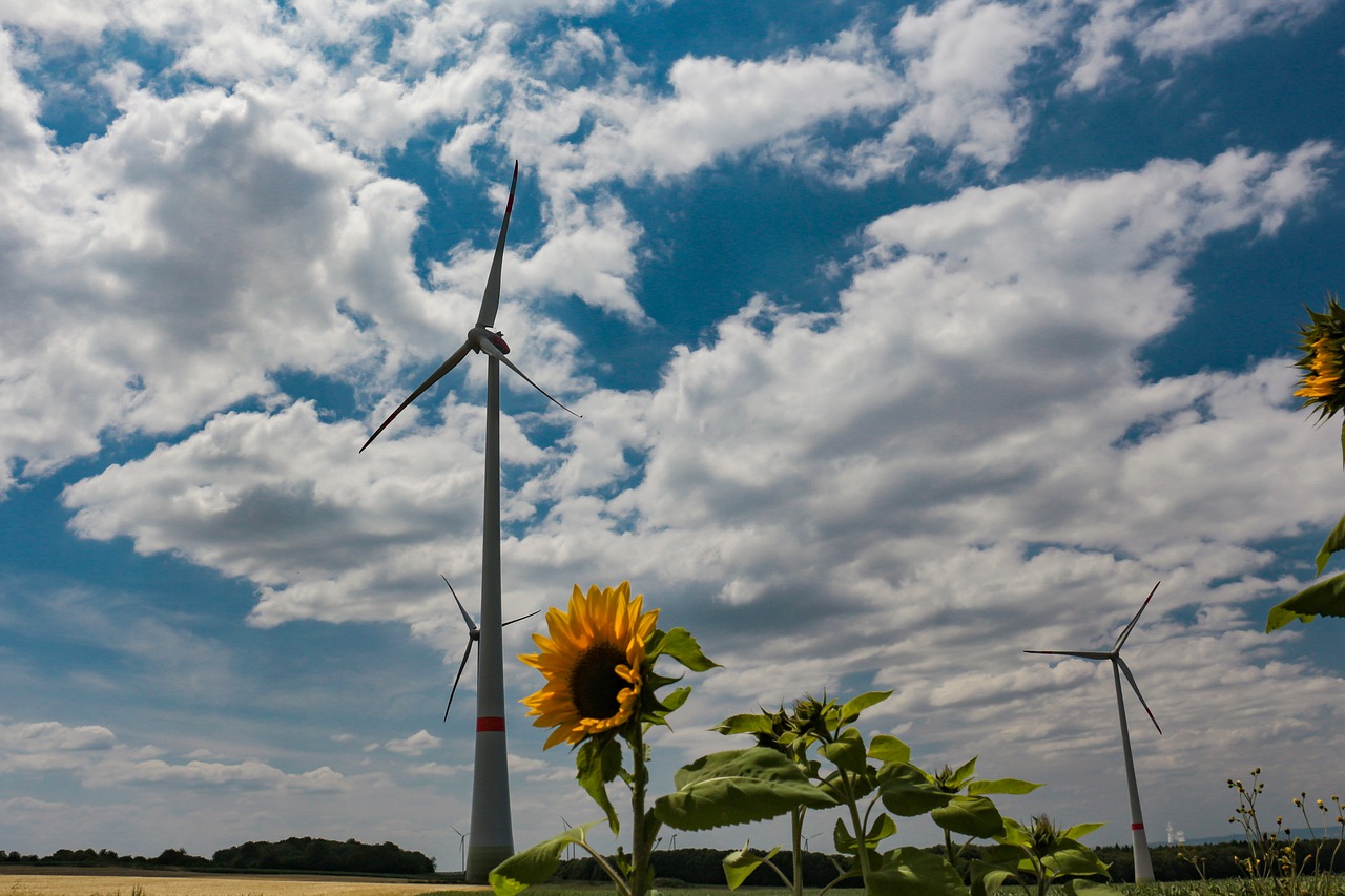 windräder  sunflower  field free photo