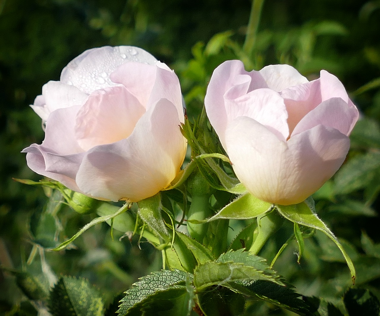windrose pink romance free photo