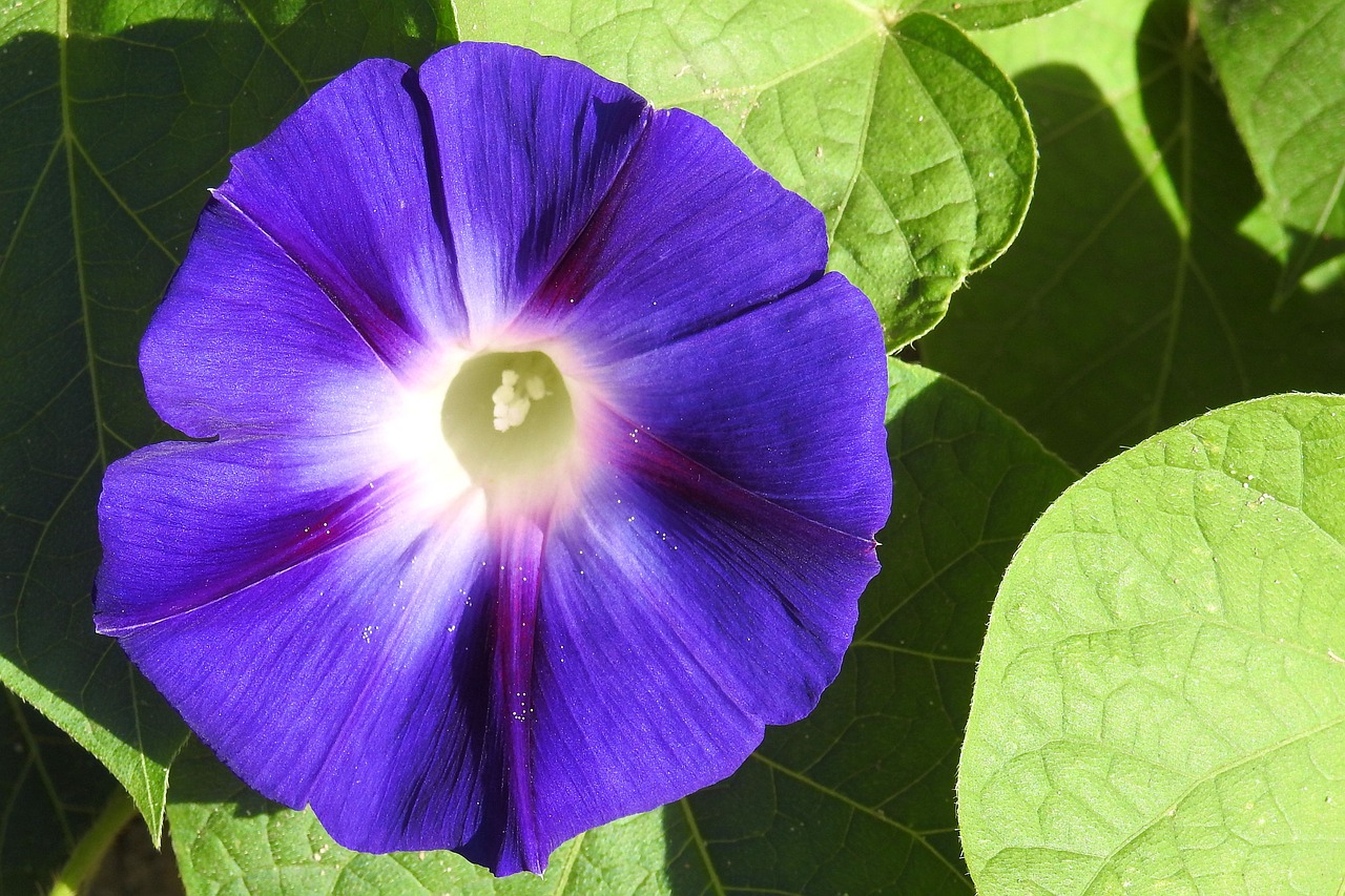 morning glory winds blue free photo