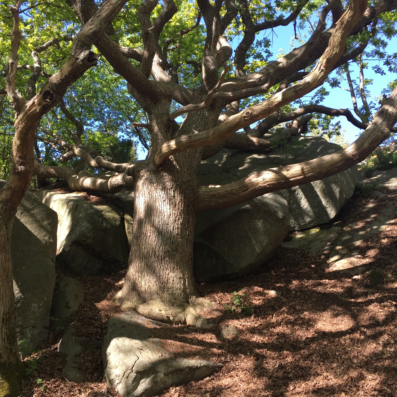 windswept oak summer free photo