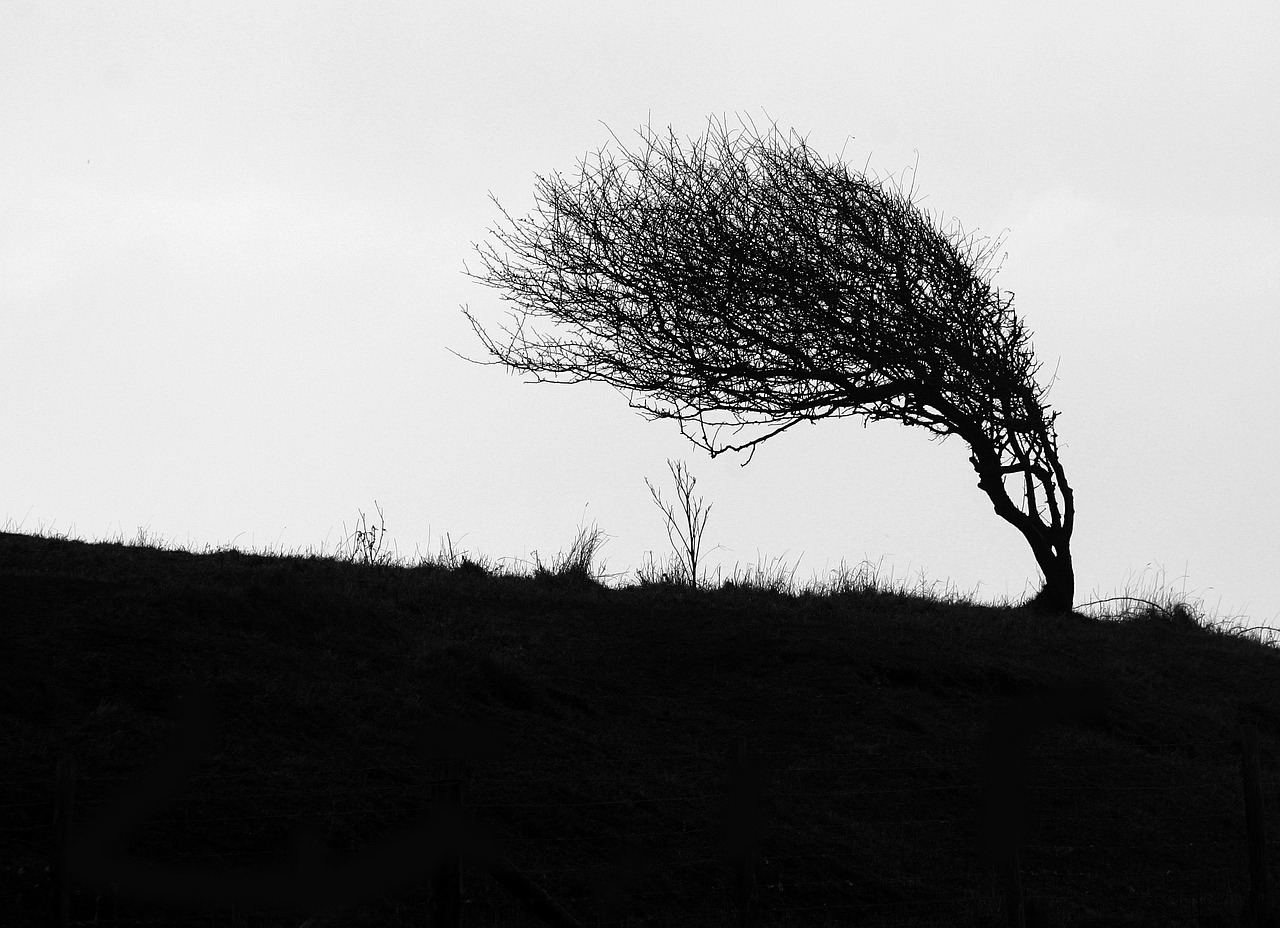 windswept tree cliff top free photo