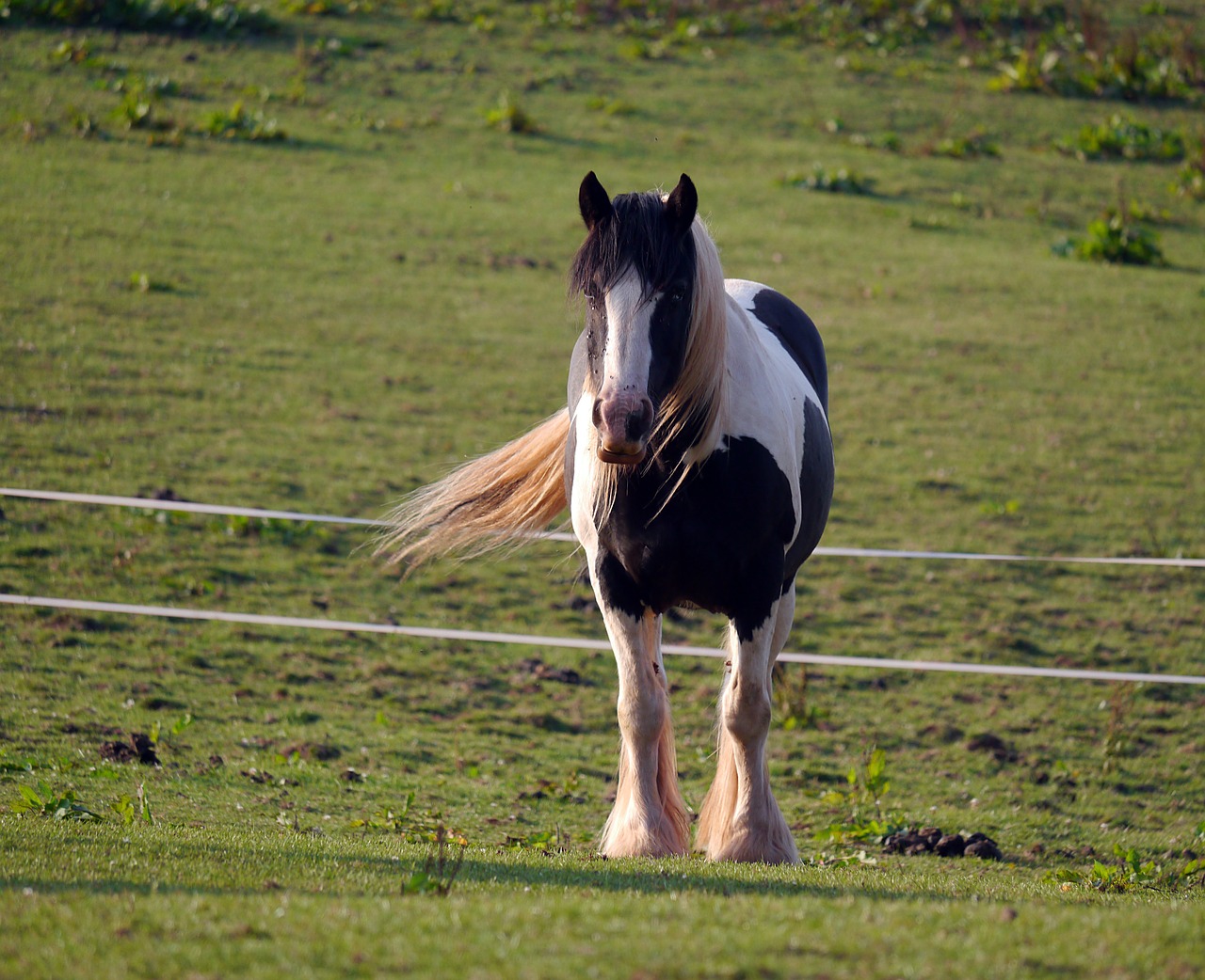 windswept horse farm free photo