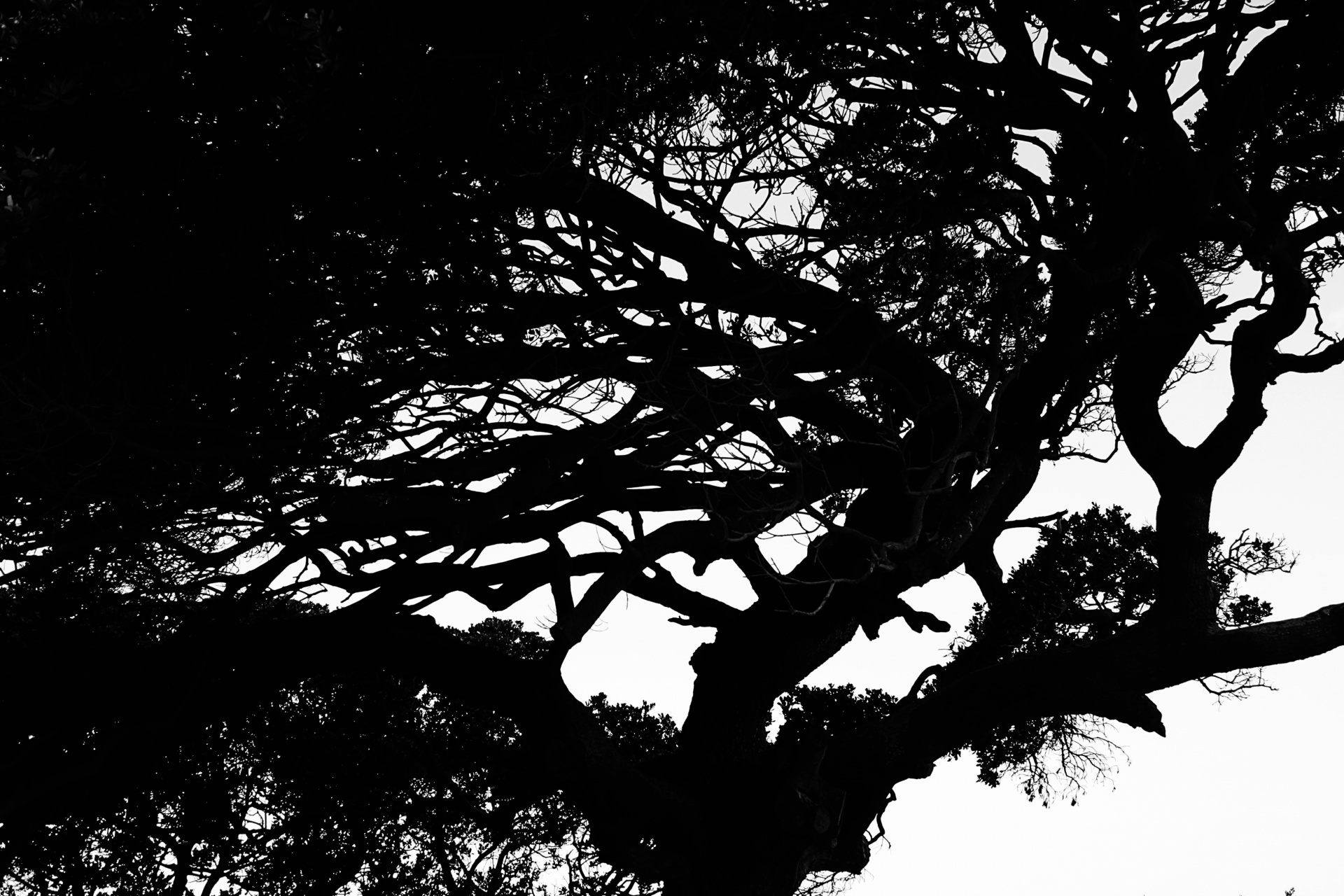 tree coastal branches free photo