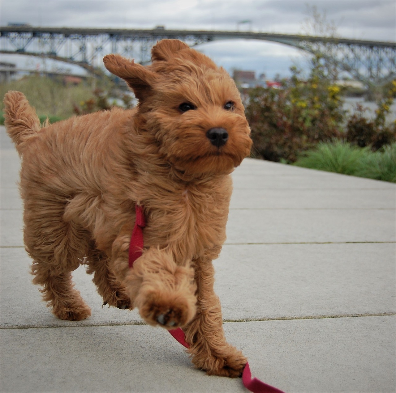 windy wind puppy free photo