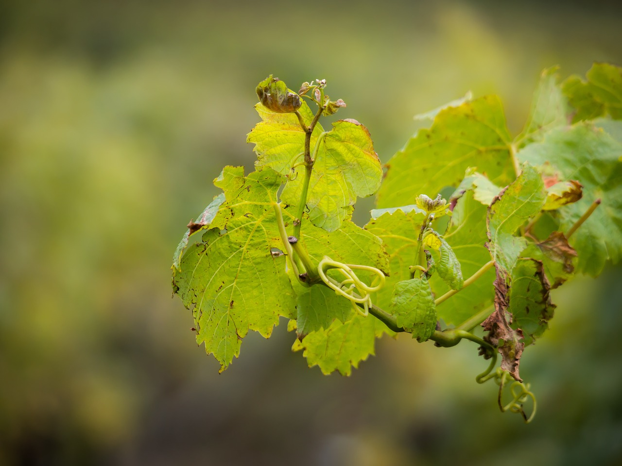 wine vine wine leaf free photo
