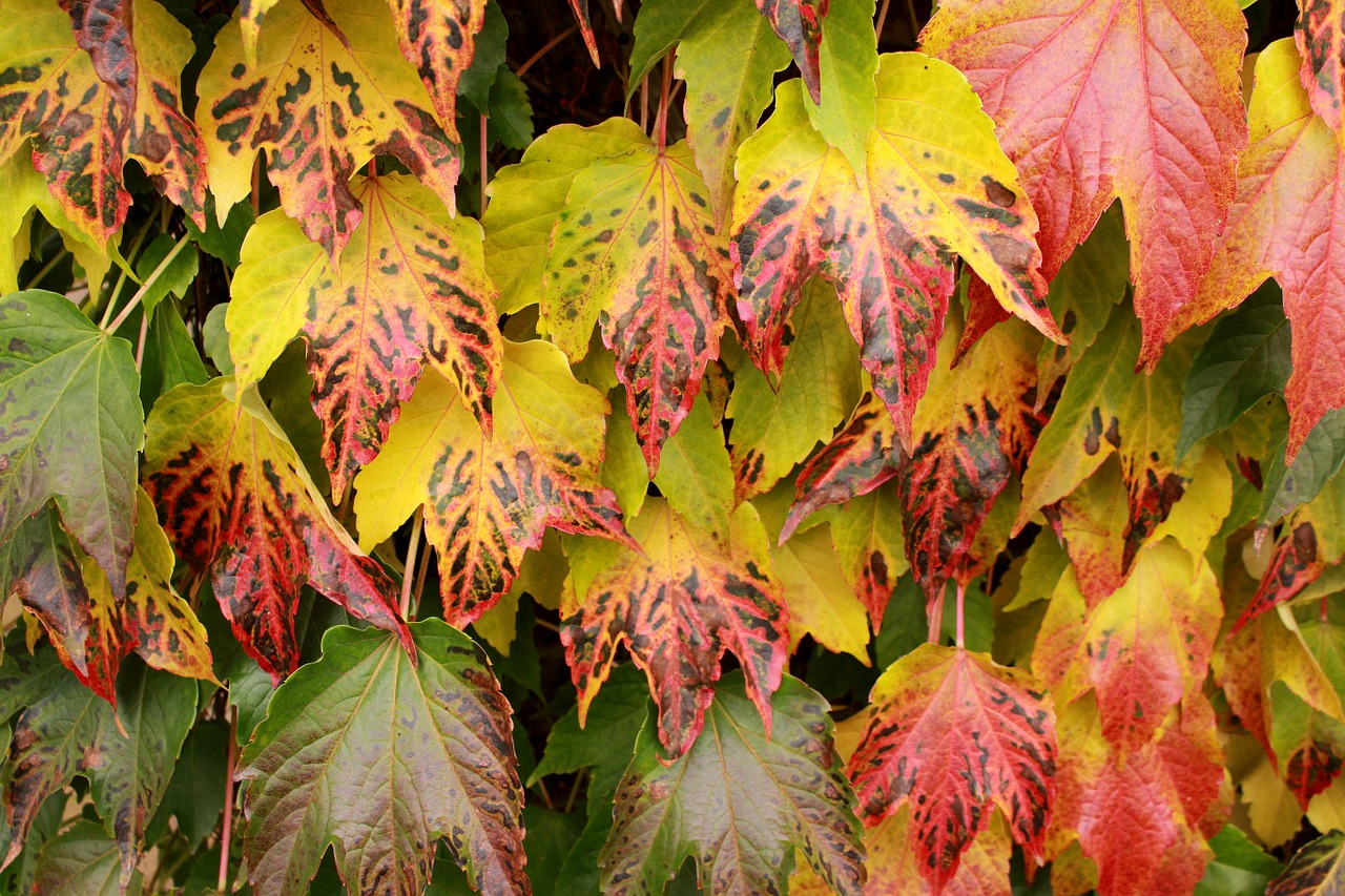 wine leaves autumn free photo