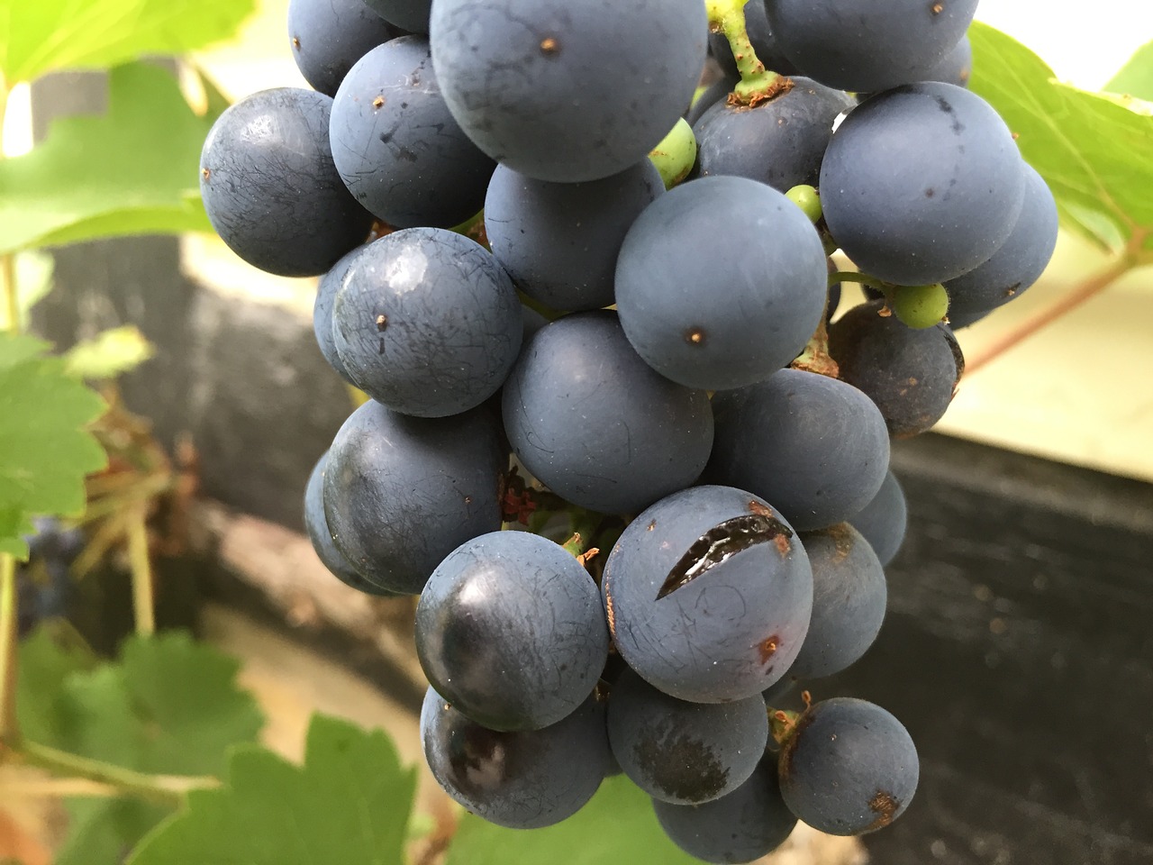 wine grapevine rain free photo