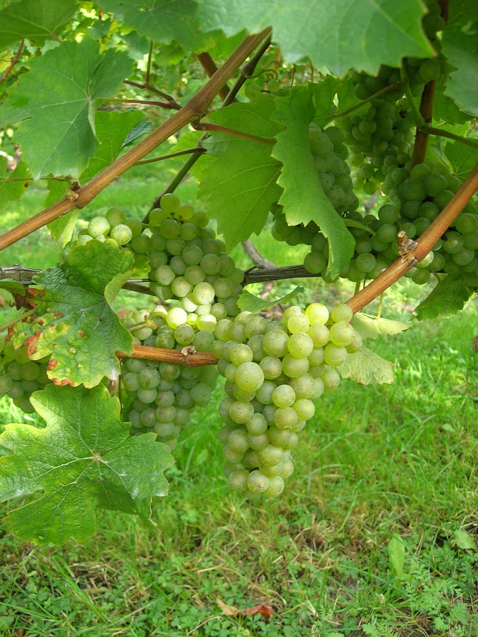 wine grapes nature free photo