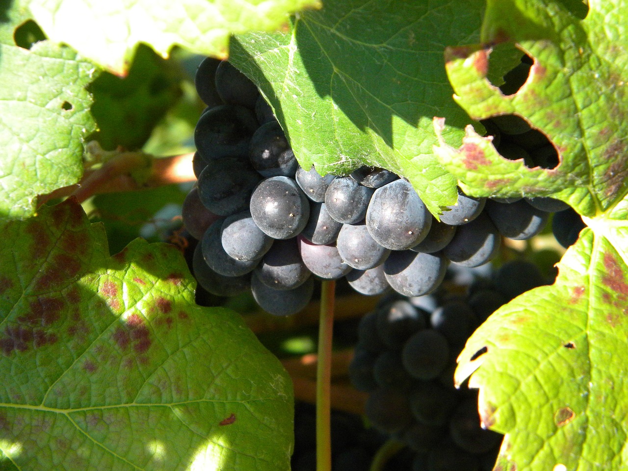 wine vineyard vitis vinifera free photo