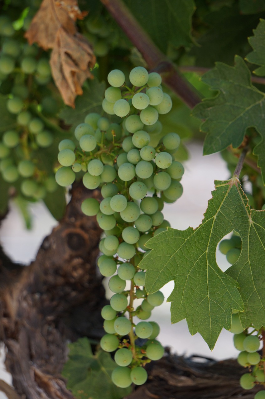 wine grapes vineyard free photo