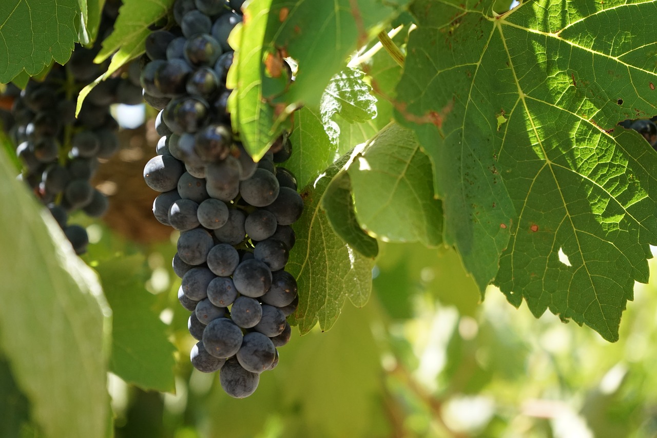 wine grapes vineyard free photo