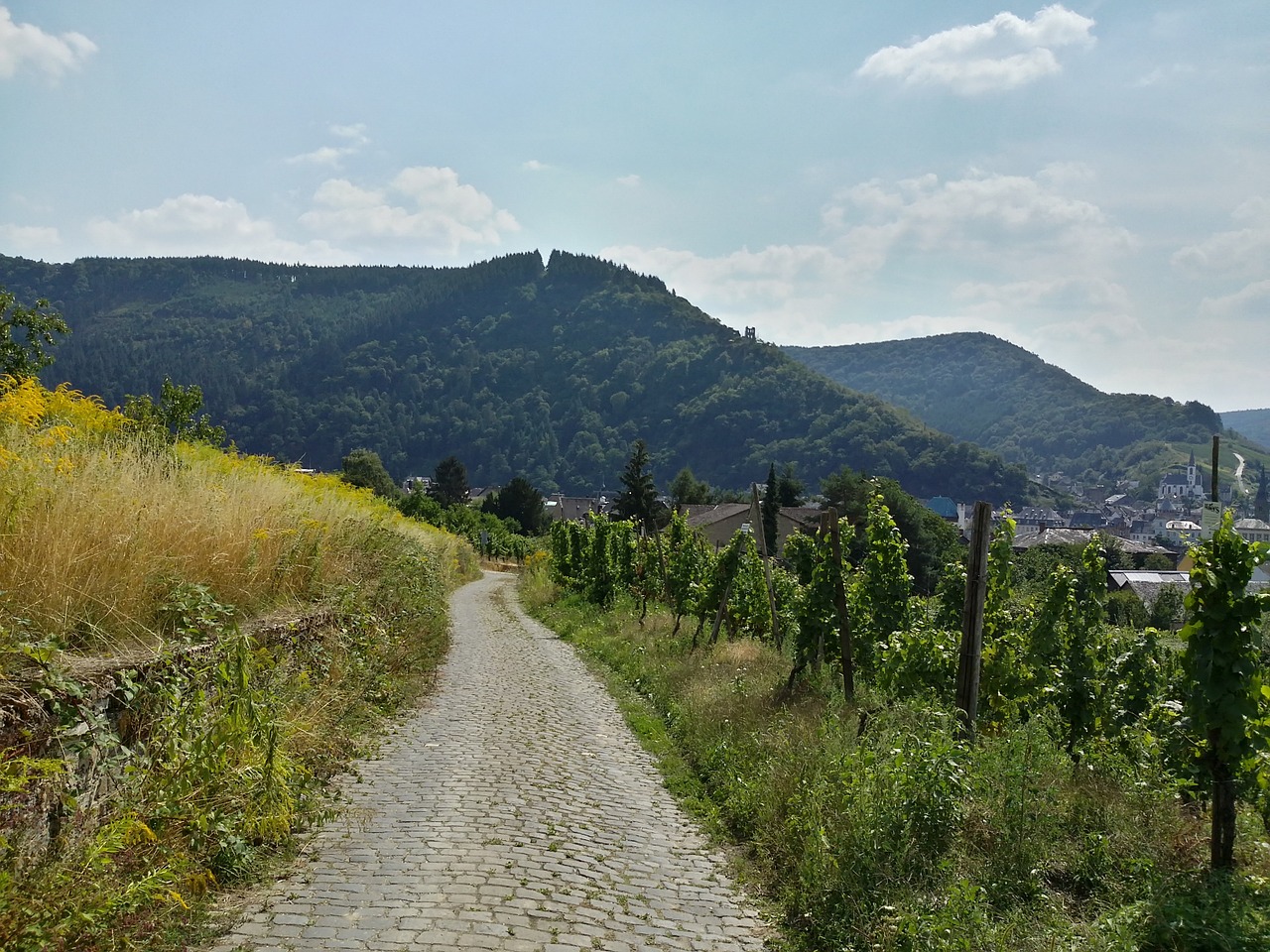 wine plants mountain free photo