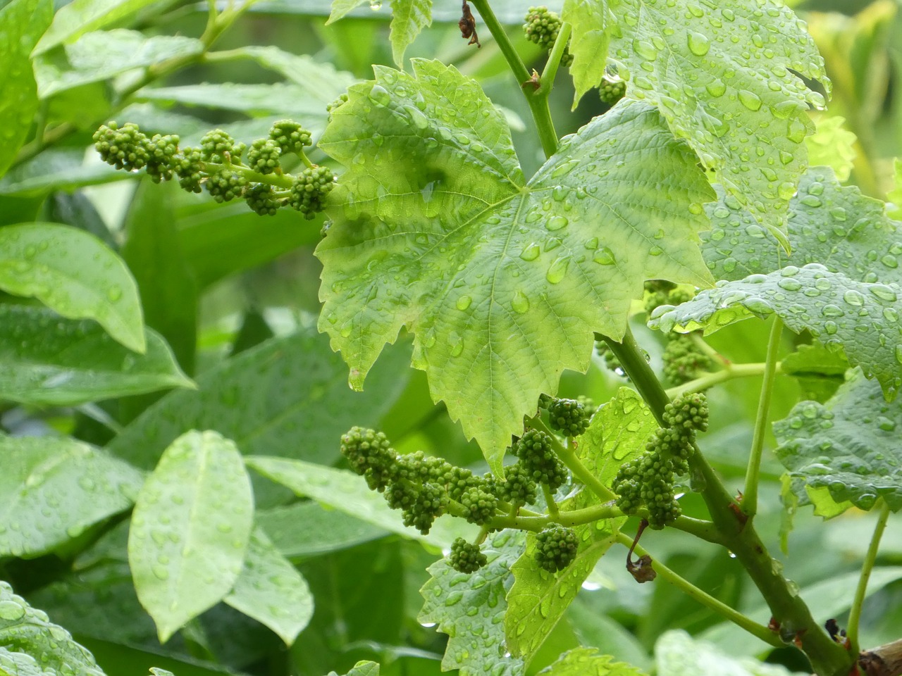 wine plant grapevine free photo